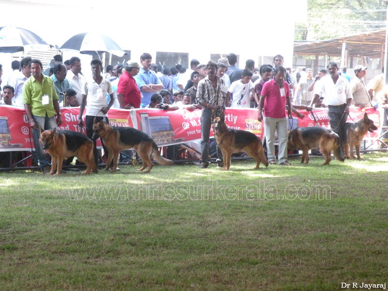 A-dog-show-mannuthy-thrissur-2011-2