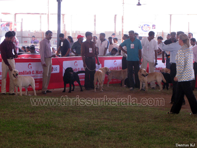 A-dog-show-mannuthy-thrissur-2011-8