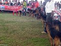 A-dog-show-mannuthy-thrissur-2011-1