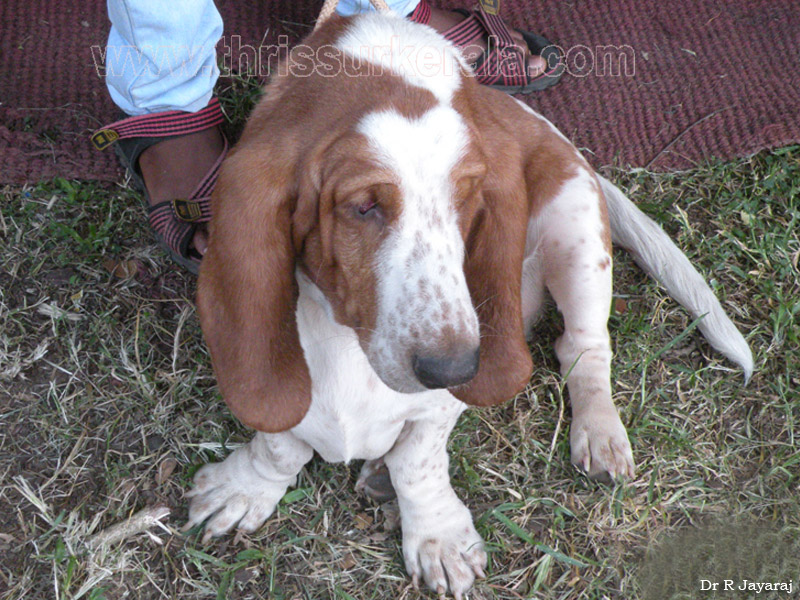 Mannuthy-Thrissur-Dog-Show-2011