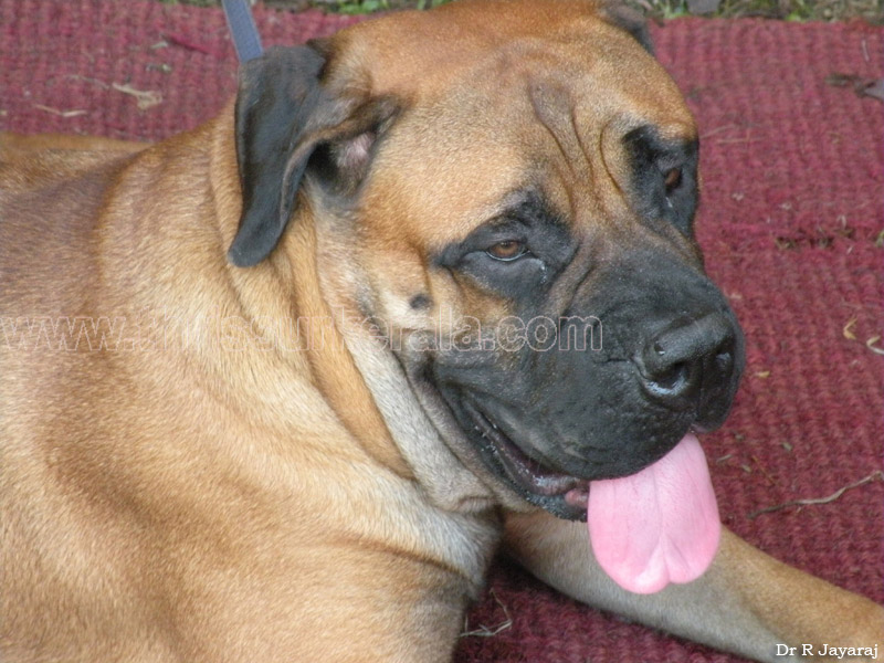 Mastiff-1