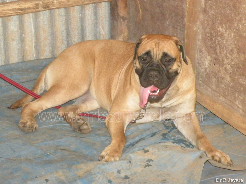 Mastiff-2