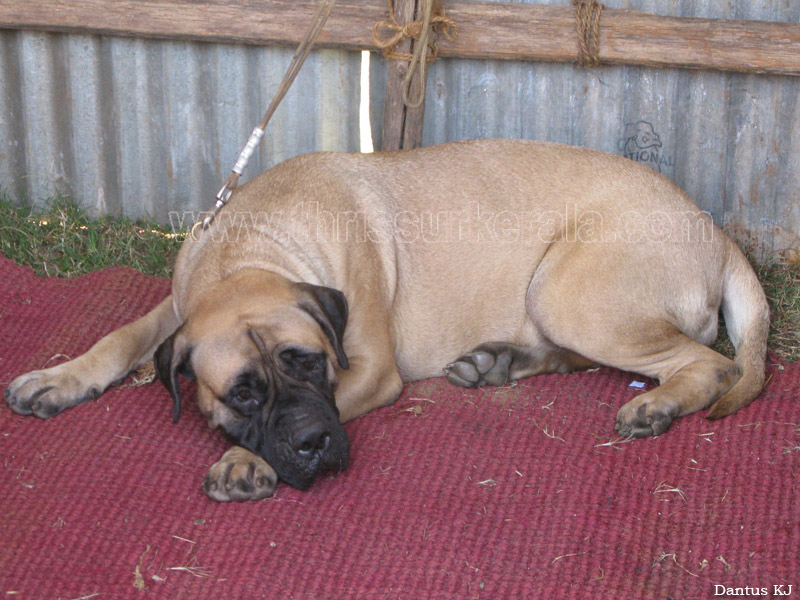 Mastiff-3