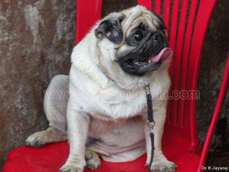 Pug-1