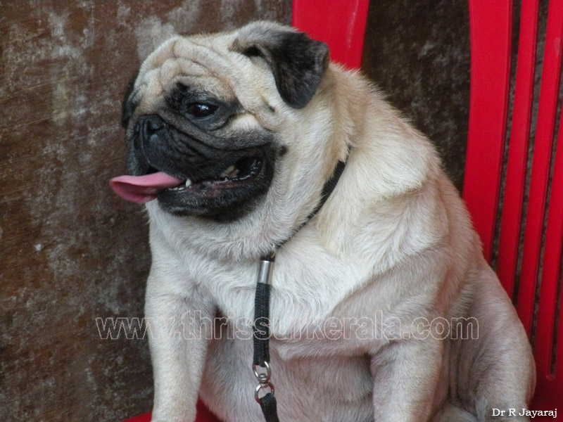 Pug-2