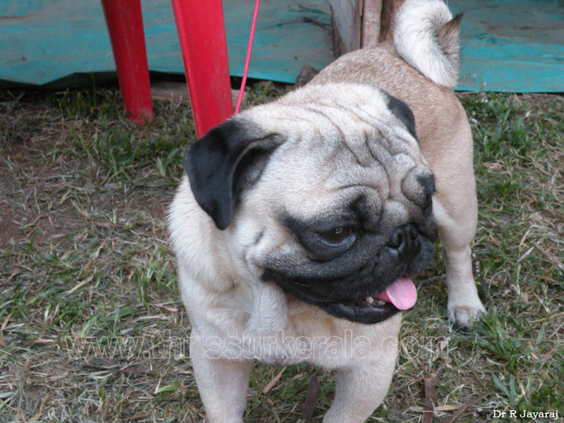 Pug-3