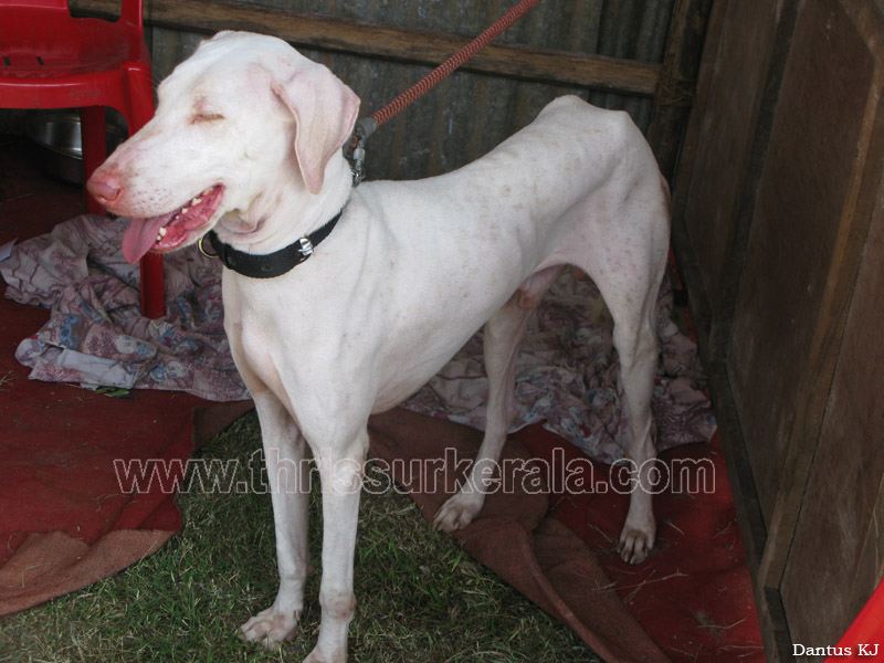 rajapalayam-dog-1