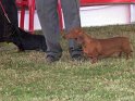 Dachshund-1