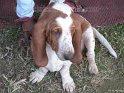 Mannuthy-Thrissur-Dog-Show-2011