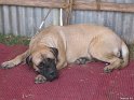Mastiff-3