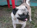 Pug-3
