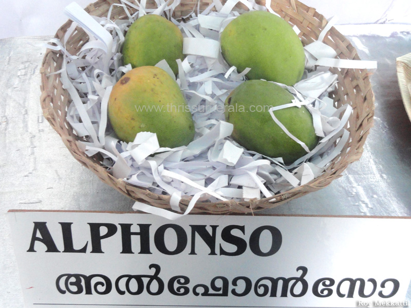 Alphonsa