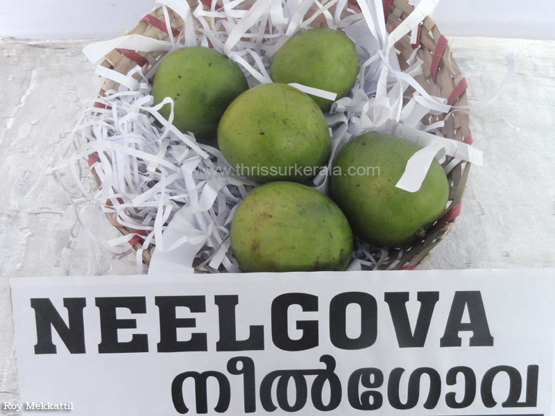 Neelgova