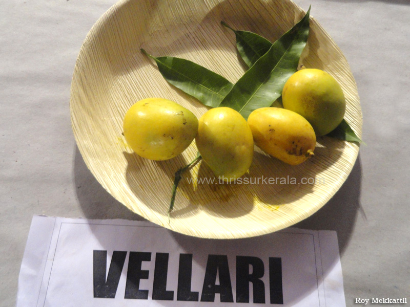 Vellari