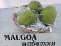 Malgoa