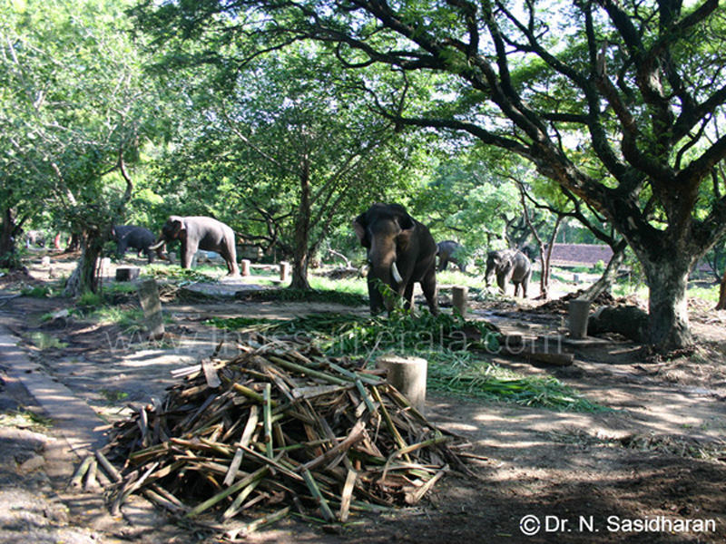 punnathur_kotta_elephant